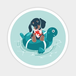 Summer pool pawty // aqua background dachshund dog breed in vacation playing on swimming pool Magnet